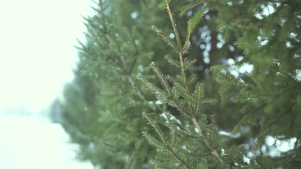 Spruce Branches in Winter with Falling Snow Flakes