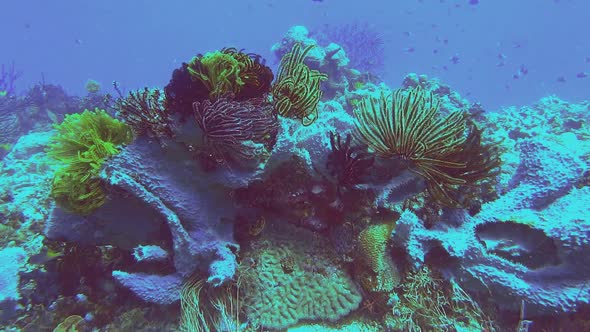 several feather stars on coral reef