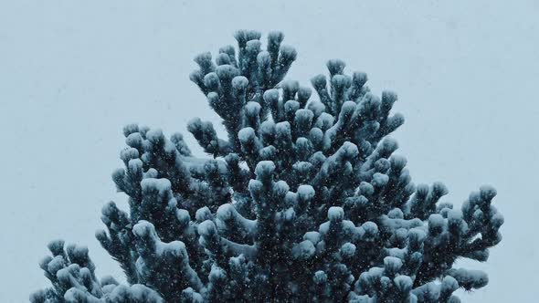 Bushy Pine Tree In Heavy Snowfall