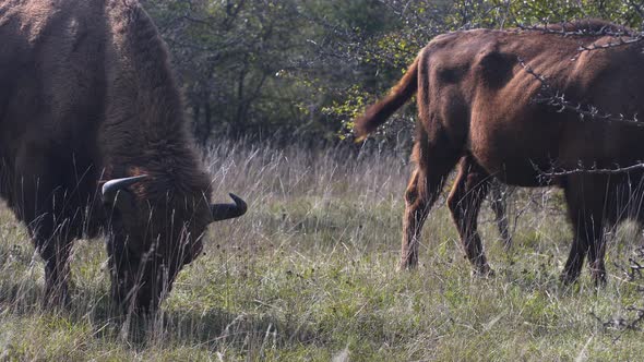 Two european bison bonasus grazing in a grassy steppe, windy, Czechia.