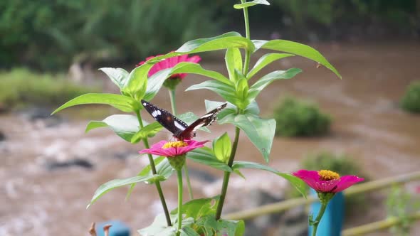 one of the pollination of flowers by a butterfly. black butterfly perched on a red flower with a riv