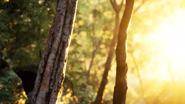 Rays of Bursting Sunlight in a Misty Forest