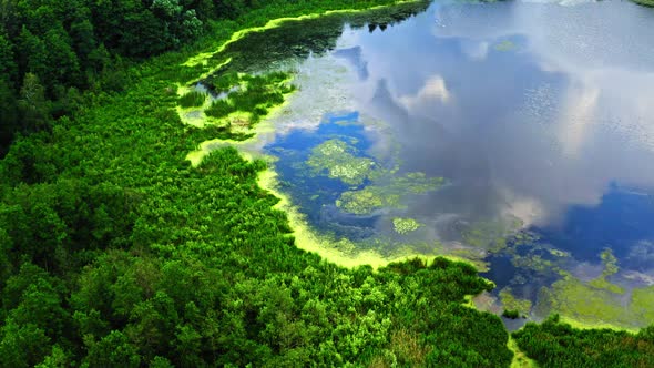 Beautiful green forest and river, aerial view of Poland in summer, Tuchola national park