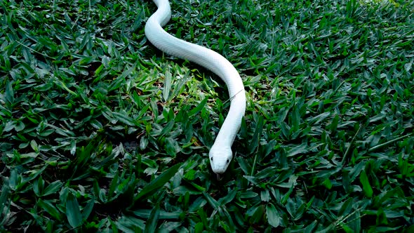 Leucistic rat snake walking through the grass.