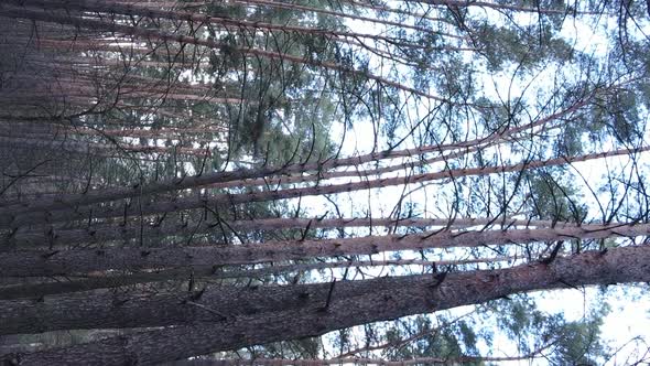 Vertical Video of Trees in a Pine Forest Slow Motion