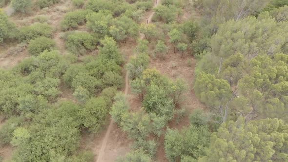 aerial mountain bikers racing through a heavily forest area summer morning