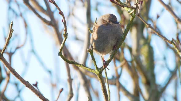 Dunnock bird perching in bush in a UK garden