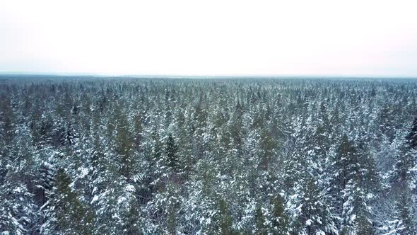 Forest Filled with Coniferous Trees Under Clear Sky