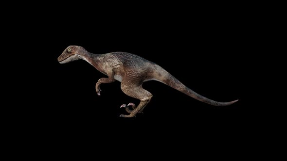 Deinonychus Dinosaur Idle