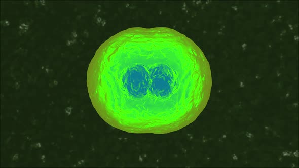 3D rendered Animation of a duplicating Cell