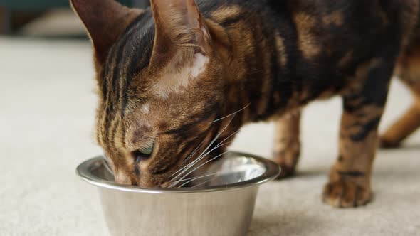 Bengal Cat Eating From Metal Bowl Closeup