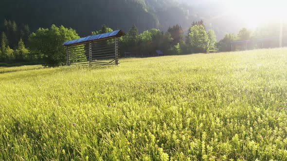 Summer flowers on the meadow