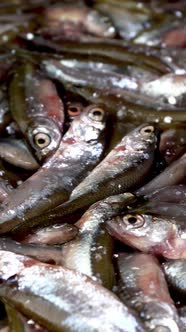 Many small little fish anchovy, tyulka, sprats, seafood background fresh raw food.