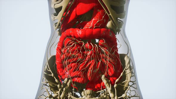 Detailed Human Digestive System Anatomy