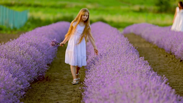 the Girl Walks Through the Lavender Field