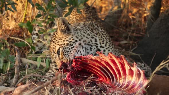 Leopard Feeding On Its Prey