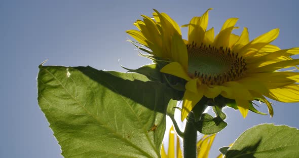 Sunflower 06