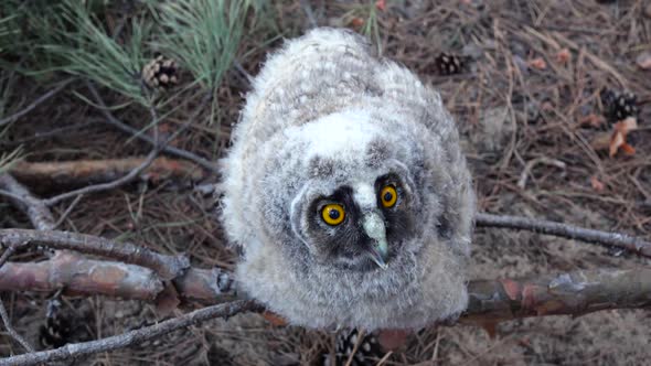 Owl Spreads Its Big Gray Wings and Wants To Fly Away