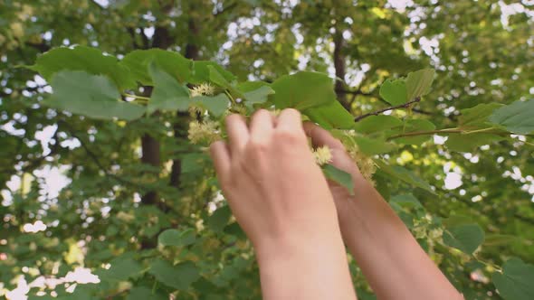 The hands of a female herbalist collect blooming linden flowers from a tree branch in the morning