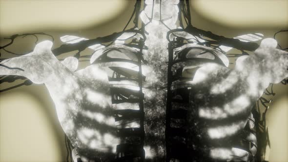 Human Skeleton Bones Scan Glowing alt