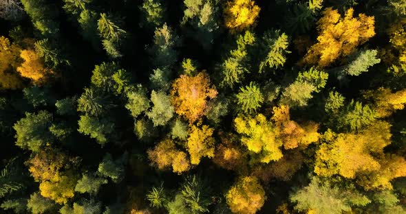 Forest In North of Russia Saintpetersburg