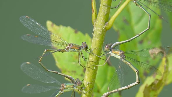 Close up shot showing group of Fork Azure Maiden Dragonfly perched on green water plant - tilt down