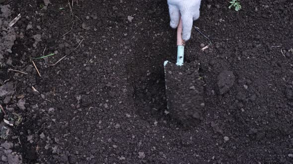 Unrecognizable Woman Plants a Lily Tuber in the Ground Top View