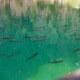 Fish Swim In Very Clear Blue Lake Water - VideoHive Item for Sale