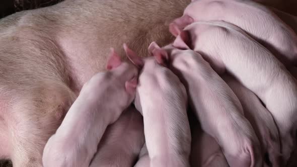 Sows Feed Their Children Pigs with Milk