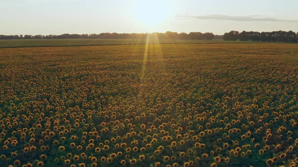 Sunflower Fields Aerial Sunset Farm Agronomy Flowers Floar Nature