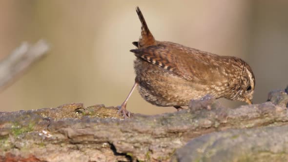 Eurasian Wren Insectivorous Bird Hunting for Food Only Member of Wren Family