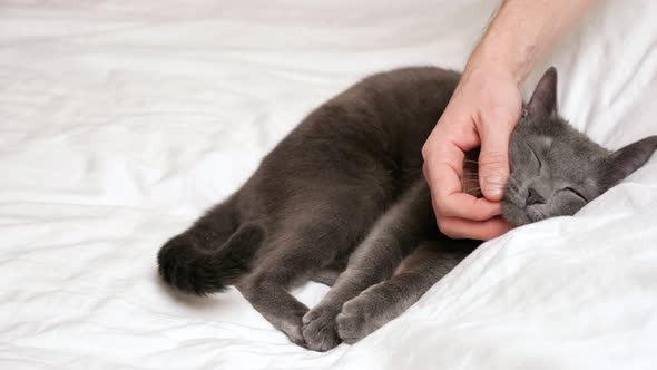 Man's Hand Stroking a Sleeping Gray Cat