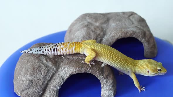 Playful gecko