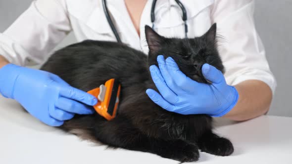 Unrecognizable Veterinarian Combing a Black Cat with a Brush Closeup