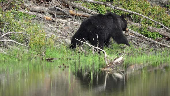 Black bear walking by pond showing reflection