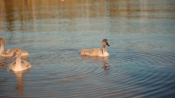 Gray Young Swans With His Head Under Water. Gray Or Brown Swans On The River. Winter In Dirty Water