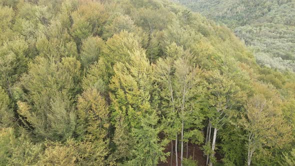 Forest in the Mountains. Aerial View of the Carpathian Mountains in Autumn. Ukraine