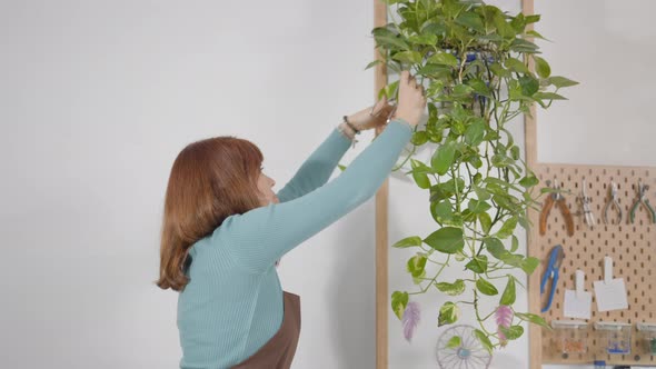 Woman Wearing Apron Is Pruning Hanging Indoor Plant