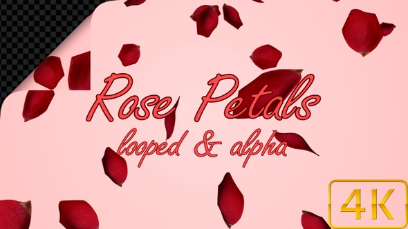 Rose Petals alt
