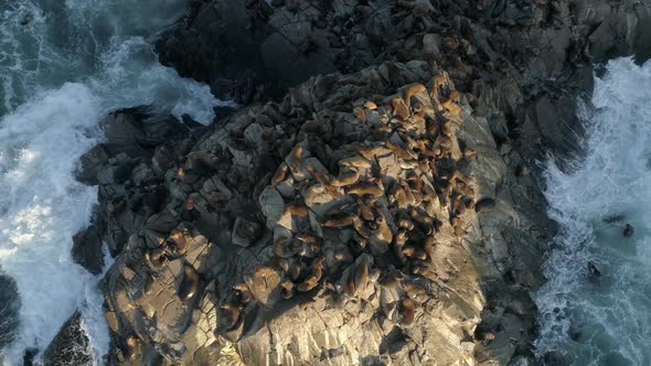 Top View Of Large Colony Of Patagonian Sea Lion Nestled On Rugged Cliffs Of Cobquecura Piedra De La