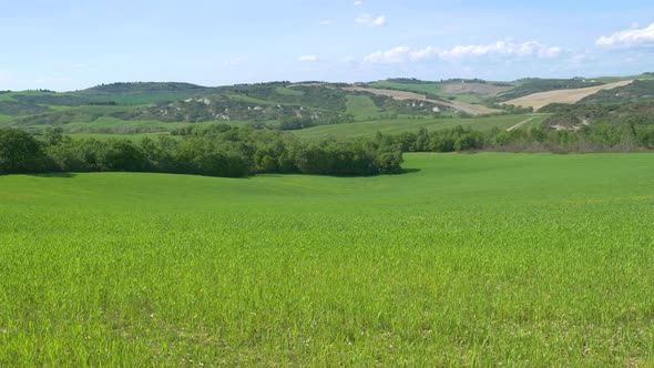 Unique green landscape in Orcia Valley, Tuscany, Italy. Cultivated hill range and cereal crop fields