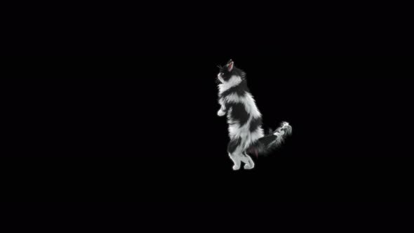 Cat Dancing 4K