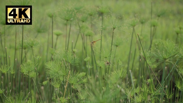 Dragonfly Sit And Fly Around On The Grass [4K]