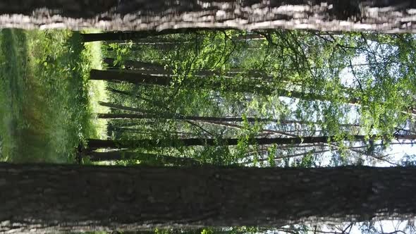 Vertical Video Aerial View Inside a Green Forest with Trees in Summer