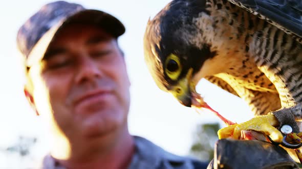 Man feeding falcon eagle on his hand