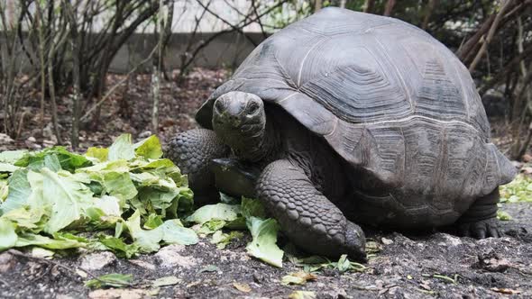 Feeding Huge Aldabra Giant Tortoise Green Leaves in Reserve Zanzibar Africa