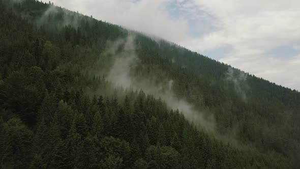 Mystic and Foggy Drone Flight Over the Rainforest in Mountain. View Static