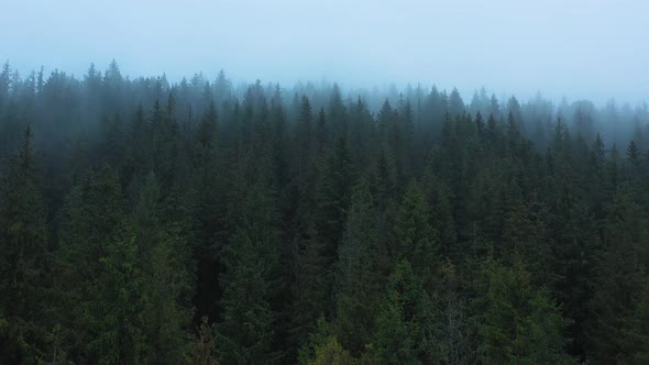 View From the Height of Coniferous Forest in the Fog on the Mountainside