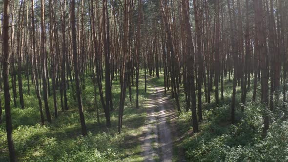 Road In The Forest Among The Trees