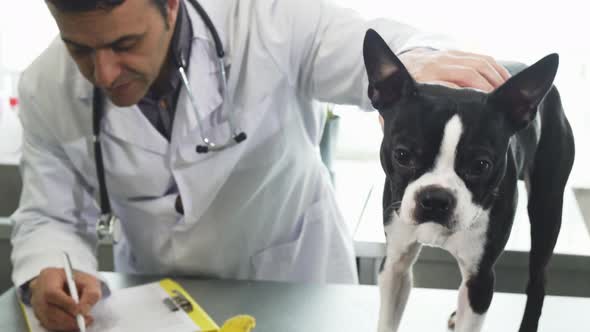 Adorable Boston Terrier Puppy at the Vet Clinic